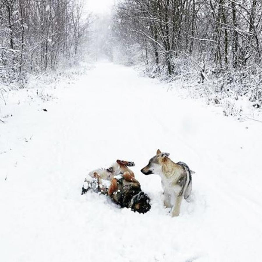Nature Photograph - 1st Snow ❄️ In 2017 🐾#czwolfdog by Viktor Berkula