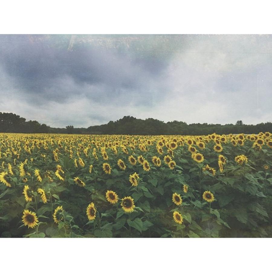 🌻 #2 Photograph by Meaghan ONeill