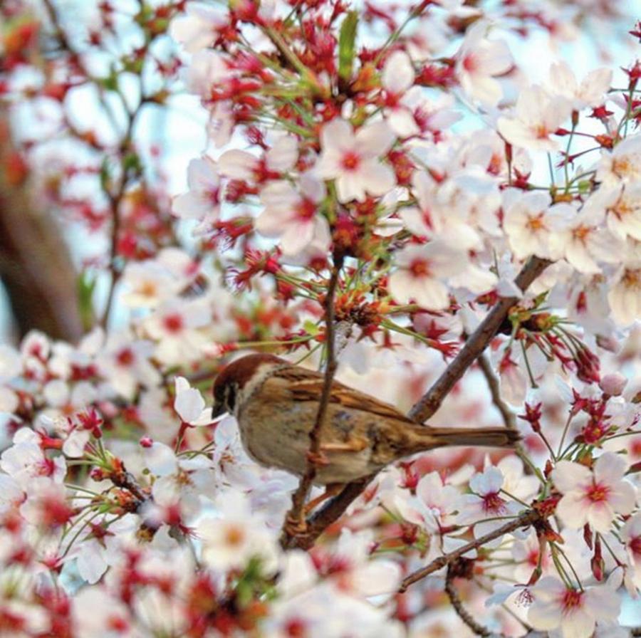 Spring Photograph - #桜 #sakura #cherryblossom #春 #2 by Tomomi Kobayashi