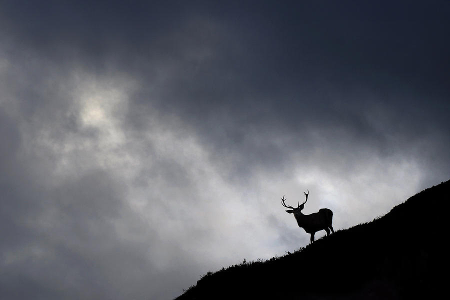  Stag Silhouette #2 Photograph by Gavin Macrae