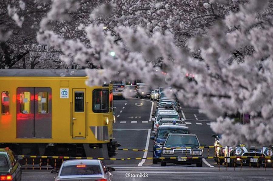 Cherryblossom Photograph - まだまだ桜の見頃です。🌸 #2 by Yuuki Tomiki