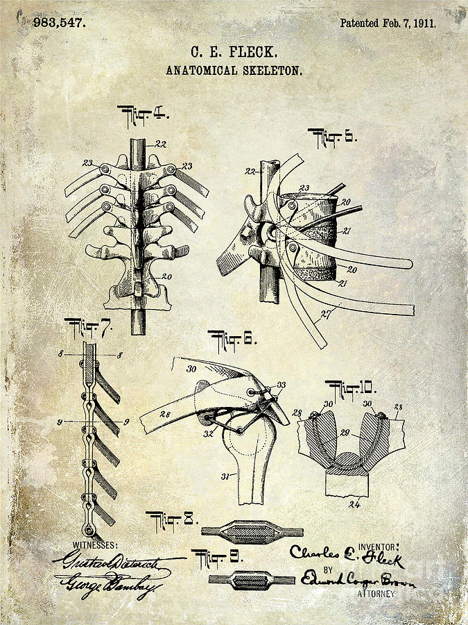 Skeleton Photograph - 1911 Anatomical Skeleton Patent #2 by Jon Neidert