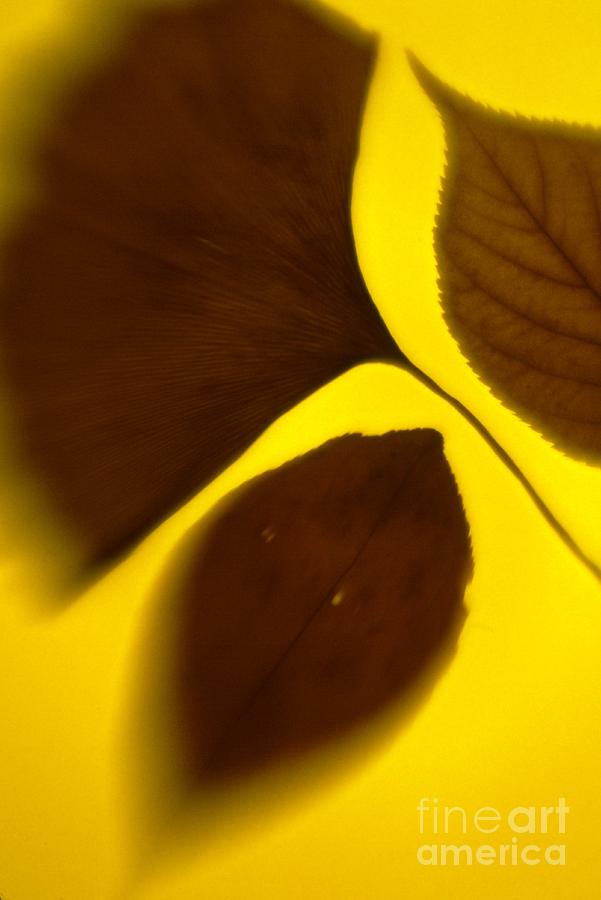 Color Photograph - 3 Leaves Series by Tamarra Tamarra Color Photograph - 3 Leaves Series by Tamarra Tamarra