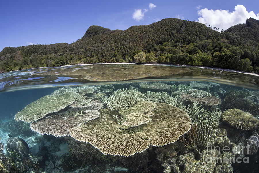 A Beautiful Coral Reef In Raja Ampat Photograph by Ethan Daniels - Fine ...