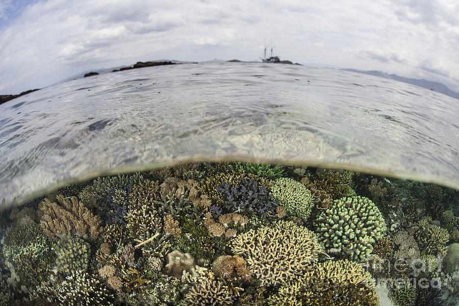 A Beautiful Reef Grows In Komodo #2 Photograph by Ethan Daniels