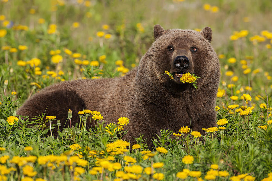 A Brown Bear Forages On Dandelions #2 Photograph by John Hyde