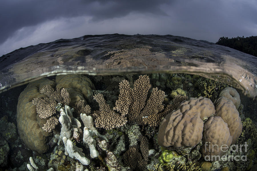 A Colorful Coral Reef Grows In Shallow Photograph