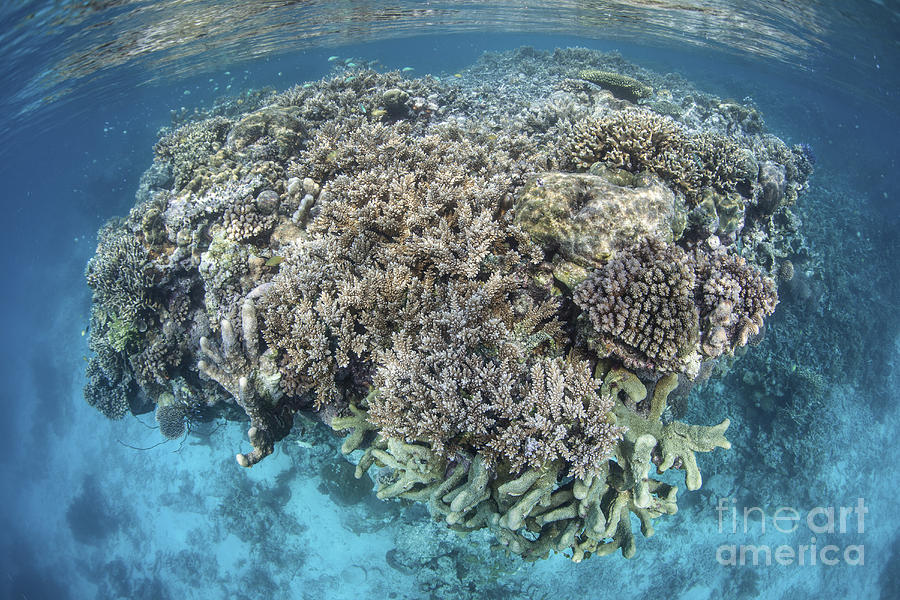 A Diverse Coral Reef Grows In Shallow Photograph By Ethan Daniels - Pixels