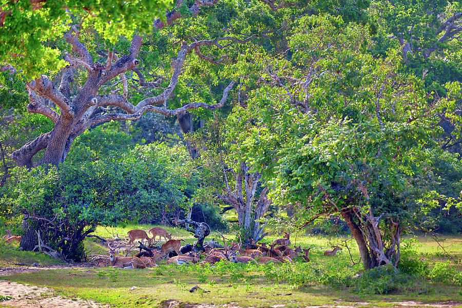 a group of axis deer are standing on a glade in the Yala Nationalpark  #2 Photograph by Gina Koch