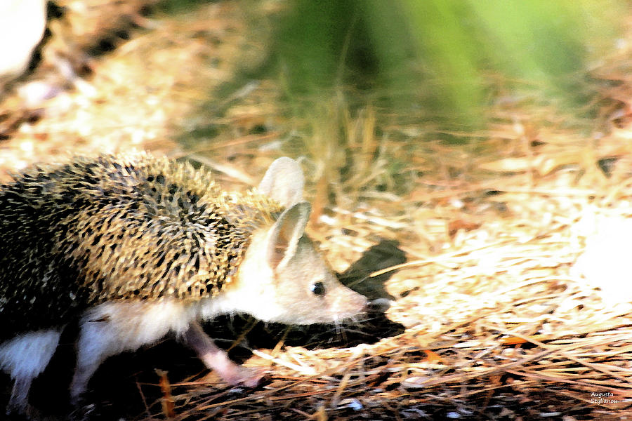 A hedgehog searching for food #3 Photograph by Augusta Stylianou