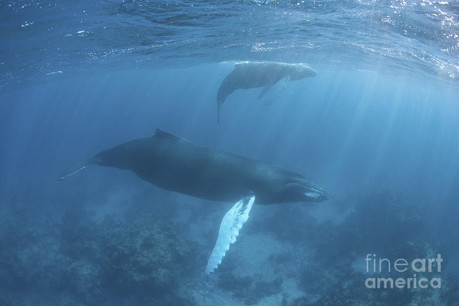 A Humpback Whale And Her Calf Photograph