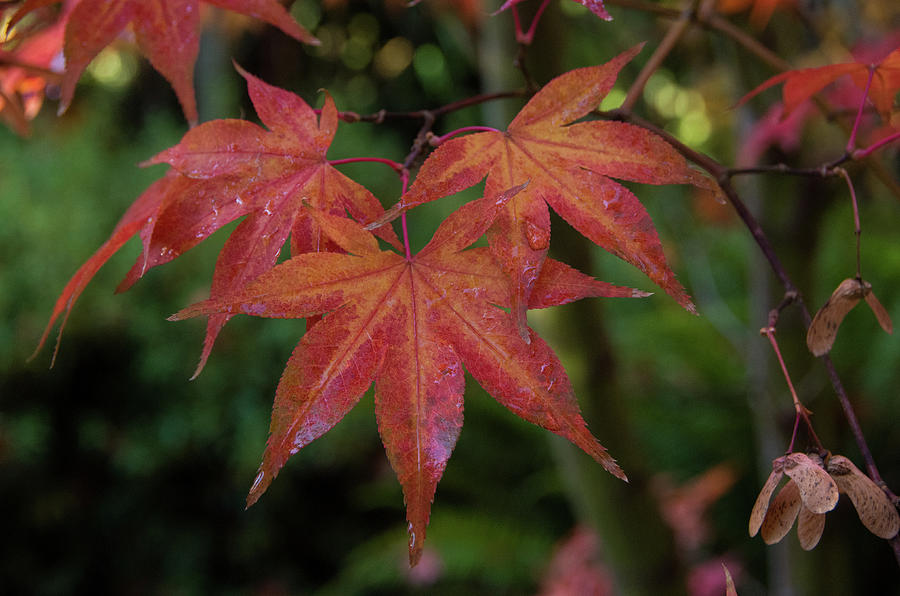 Japanese Maple Leaves 2 Photograph by Marilyn Wilson