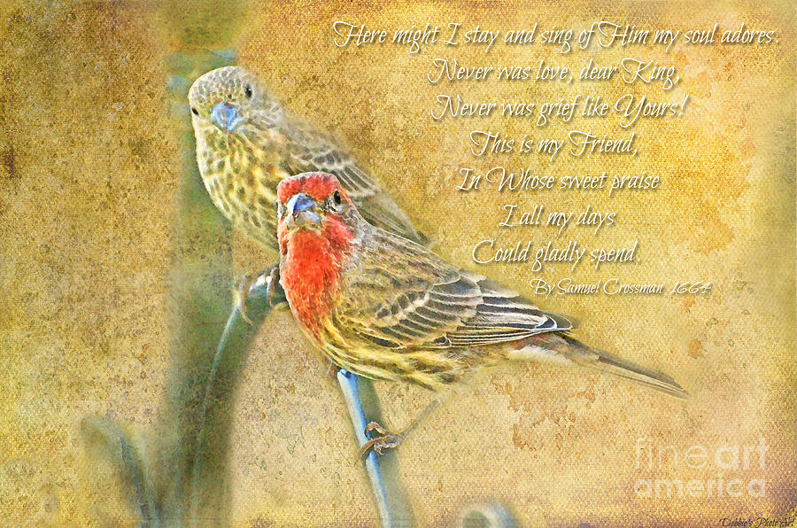 A Pair of Housefinches with Verse part 2 - Digital Paint #2 Photograph by Debbie Portwood