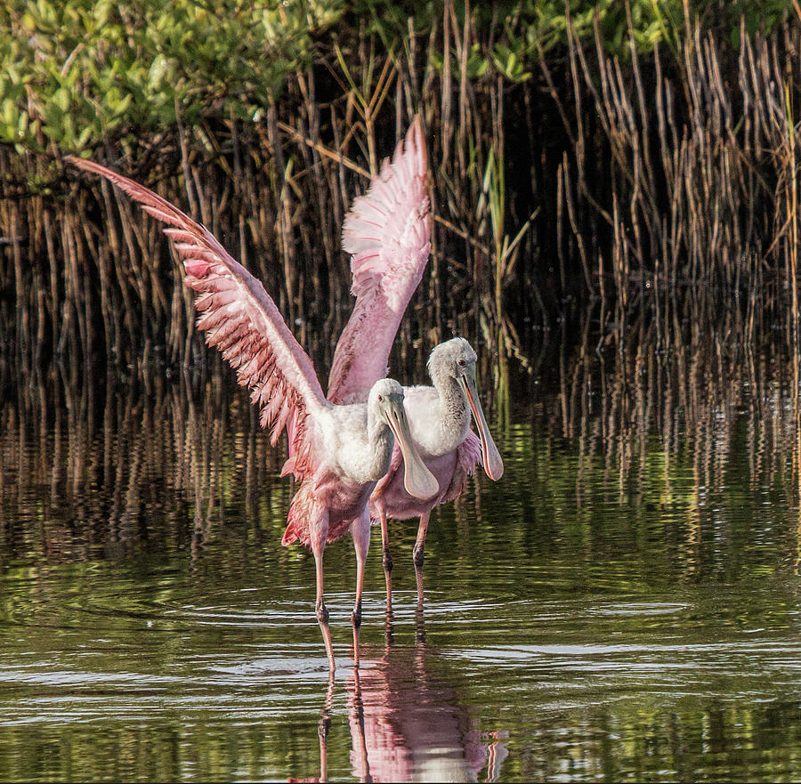 A Pair of Spoonbills #2 Photograph by Dorothy Cunningham