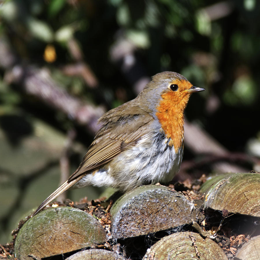 Robin Photograph - A robin by Chris Day