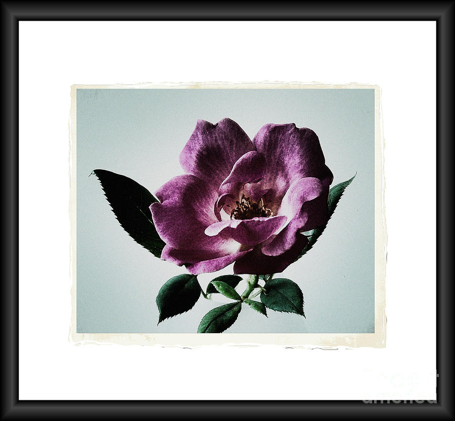 Rose Photograph - A Rose is a Rose #2 by Marsha Heiken