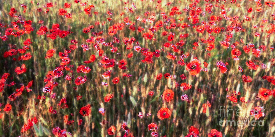 A Summer Full Of Poppies #2 Photograph by Hannes Cmarits