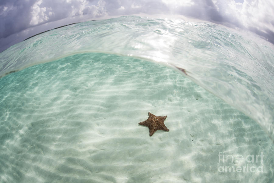 A West Indian Starfish On The Seafloor Photograph