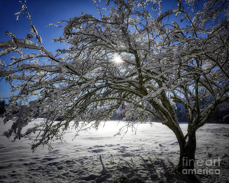 A Winters Tale #4 Photograph by Edmund Nagele FRPS