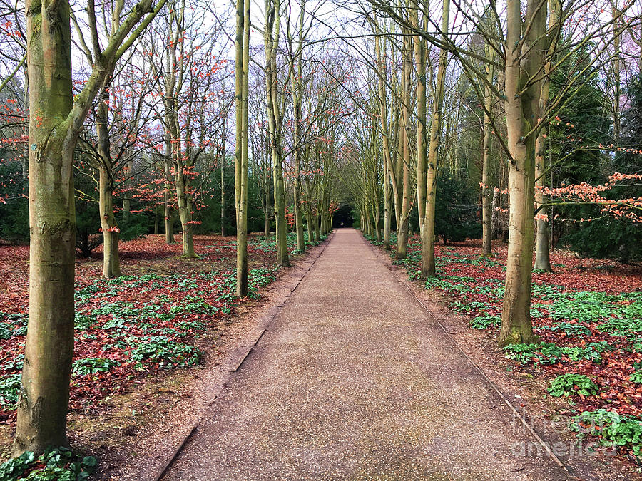 A woodland path #2 Photograph by Tom Gowanlock