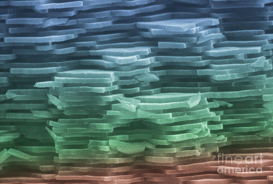 Abalone Shell, Sem #2 Photograph by Ted Kinsman