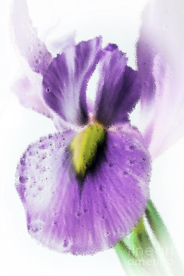 Abstract Iris #2 Photograph by Karen Lewis