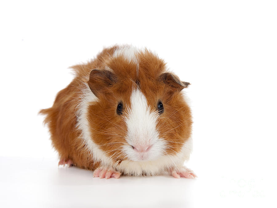 Abyssinian Guinea Pig #2 Photograph by Anthony Totah