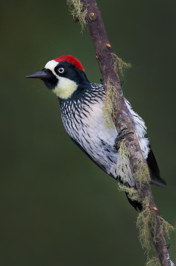Nature Photograph - Acorn Woodpecker Melanerpes #2 by Panoramic Images