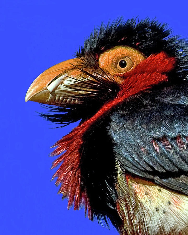 African Bearded Barbet Photograph by Larry Linton