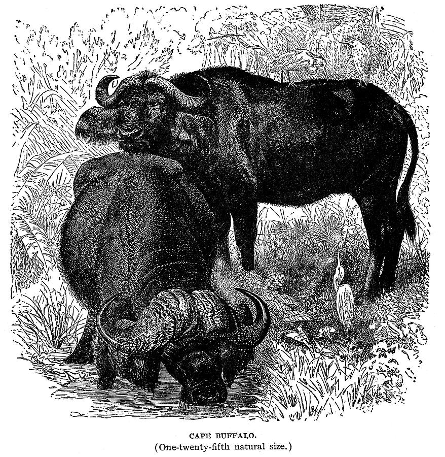 African Buffalo #2 Photograph by Granger