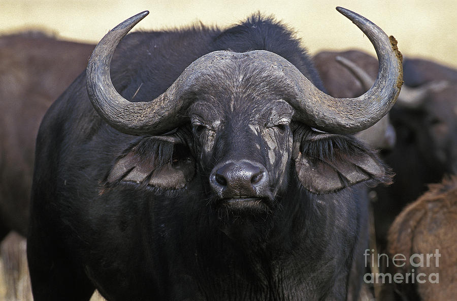 African Buffalo Syncerus Caffer #2 Photograph by Gerard Lacz