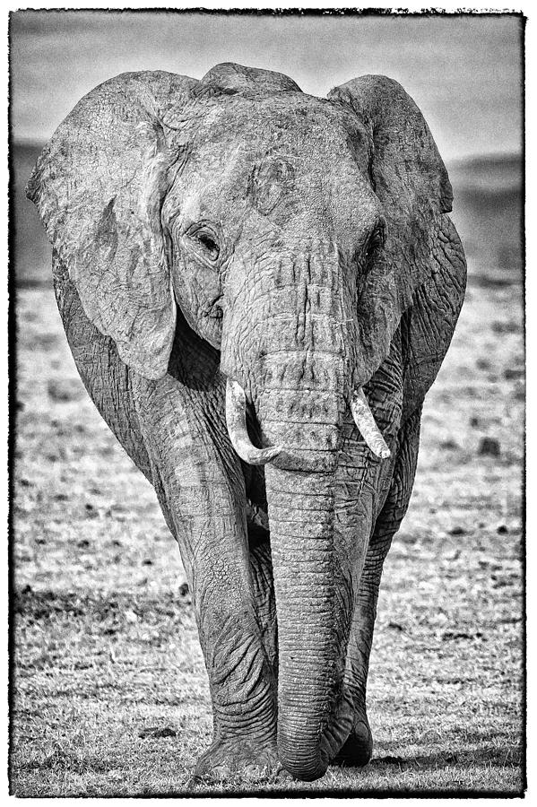 African Elephants in the Masai Mara #1 Photograph by Perla Copernik