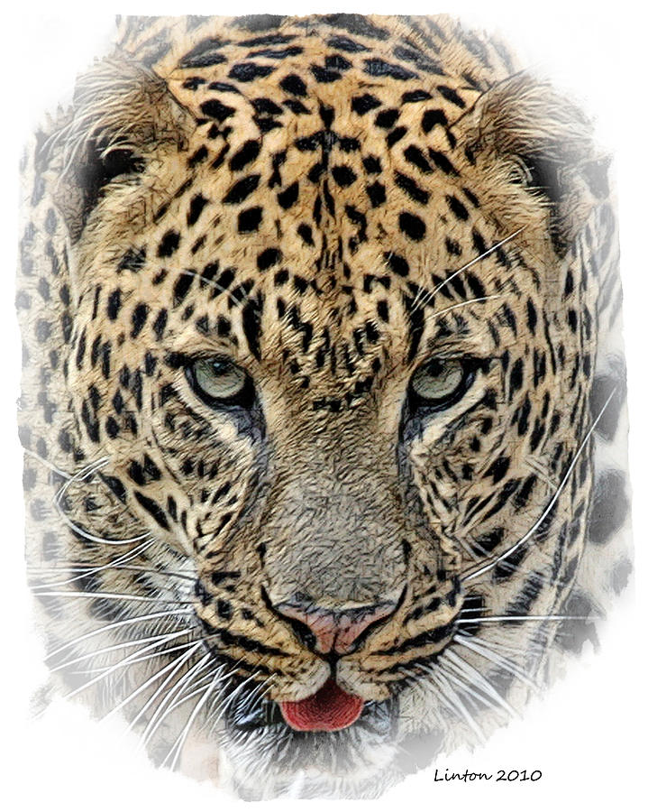 African Leopard #2 Digital Art by Larry Linton