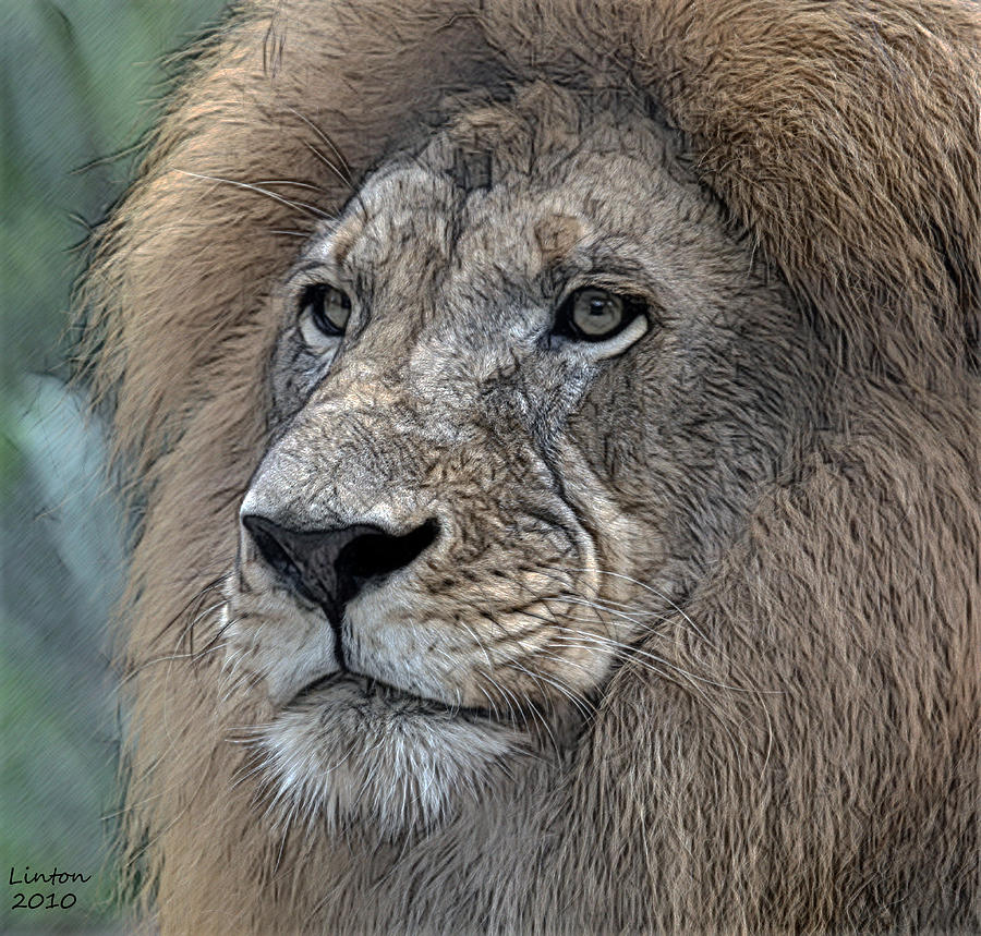 African Lion #2 Digital Art by Larry Linton