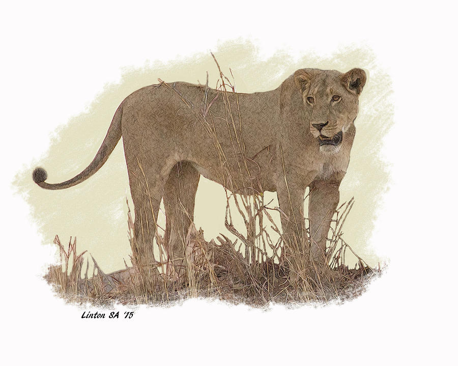 Cat Digital Art - African Lioness #2 by Larry Linton