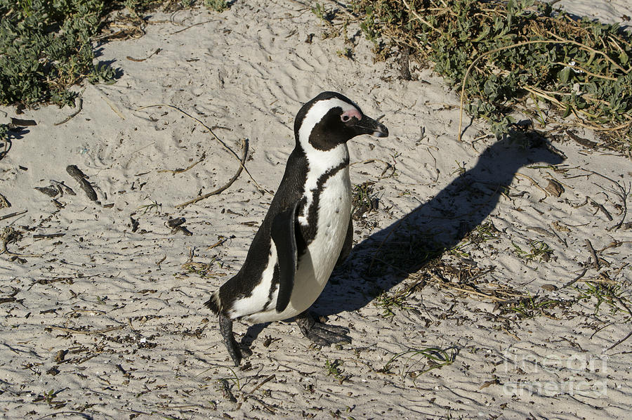 African Penguin #2 Photograph by Brian Kamprath