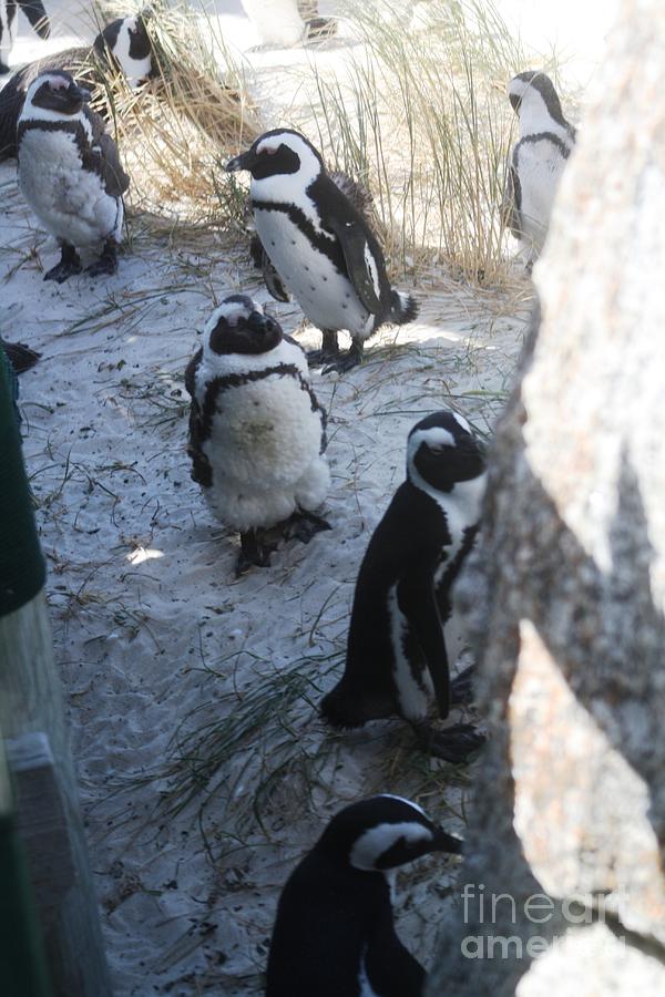 African Penguins #2 Photograph by Bev Conover