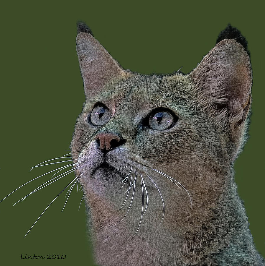 African Wild Cat #2 Digital Art by Larry Linton