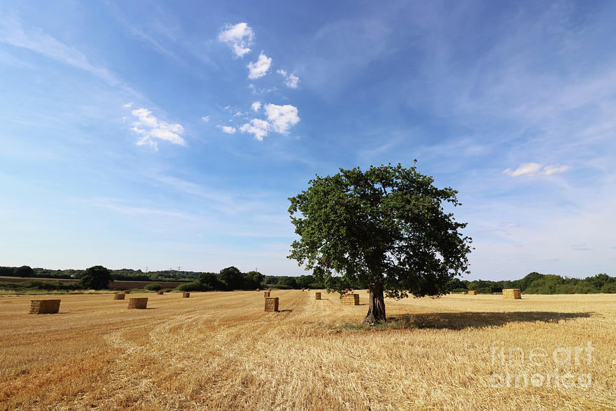 After the Harvest England #3 Photograph by Julia Gavin