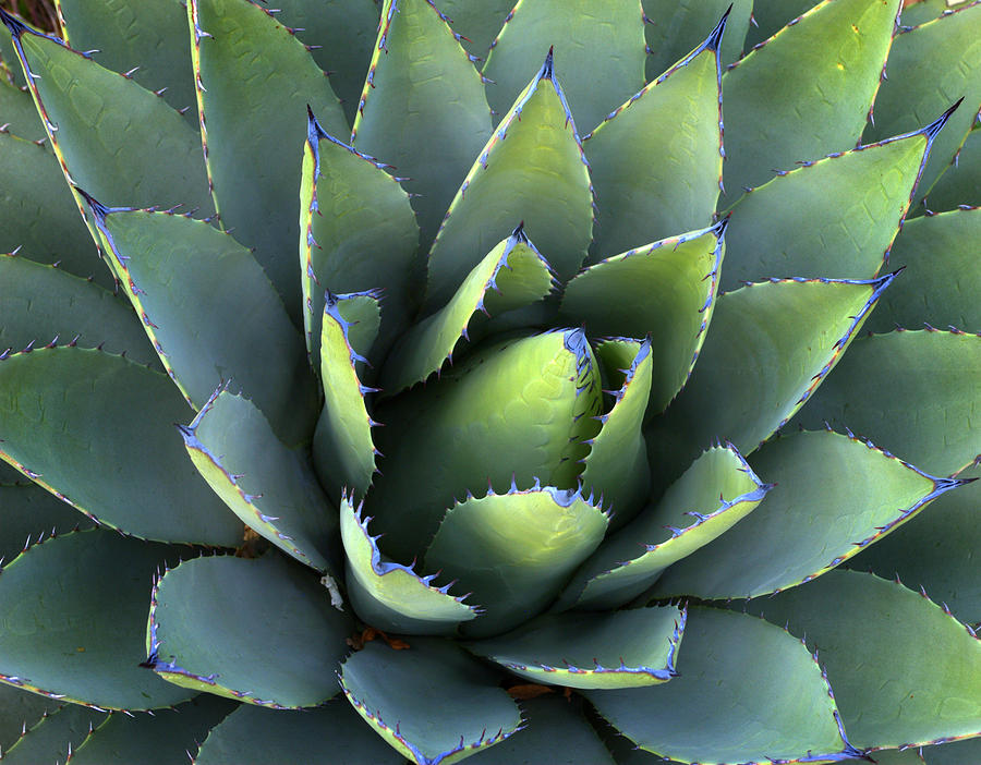 Agave Plant #2 Photograph by Nathan Abbott