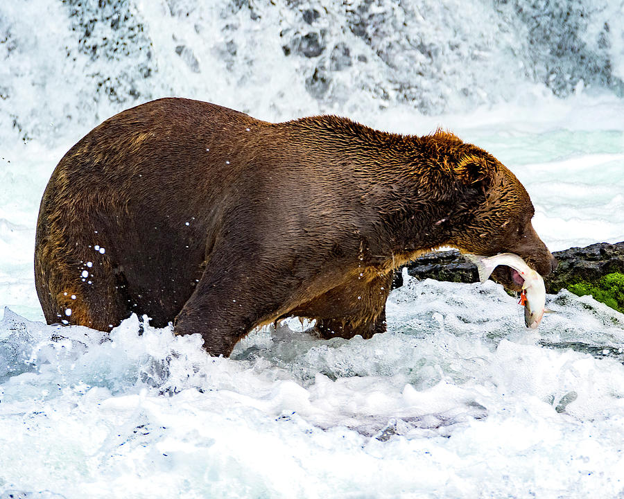 Alaska Brown Bear Photograph - Alaska Brown Bear by Norman Hall Alaska Brown Bear Photograph - Alaska Brown Bear by Norman Hall