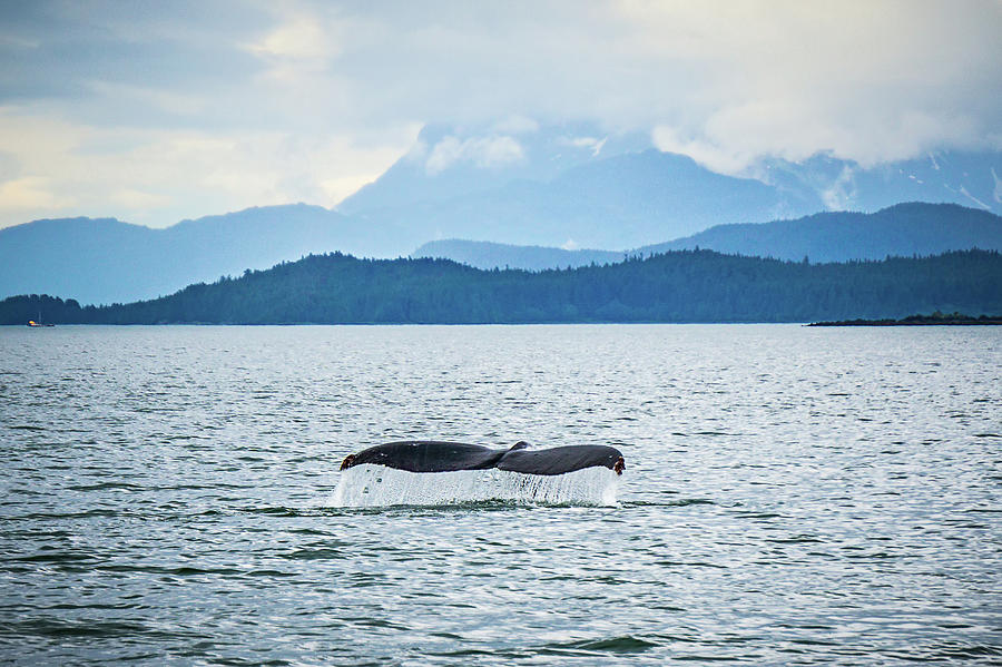 Alaska - Travel Destination - Whale Watching Adventure #2 Photograph by Alex Grichenko