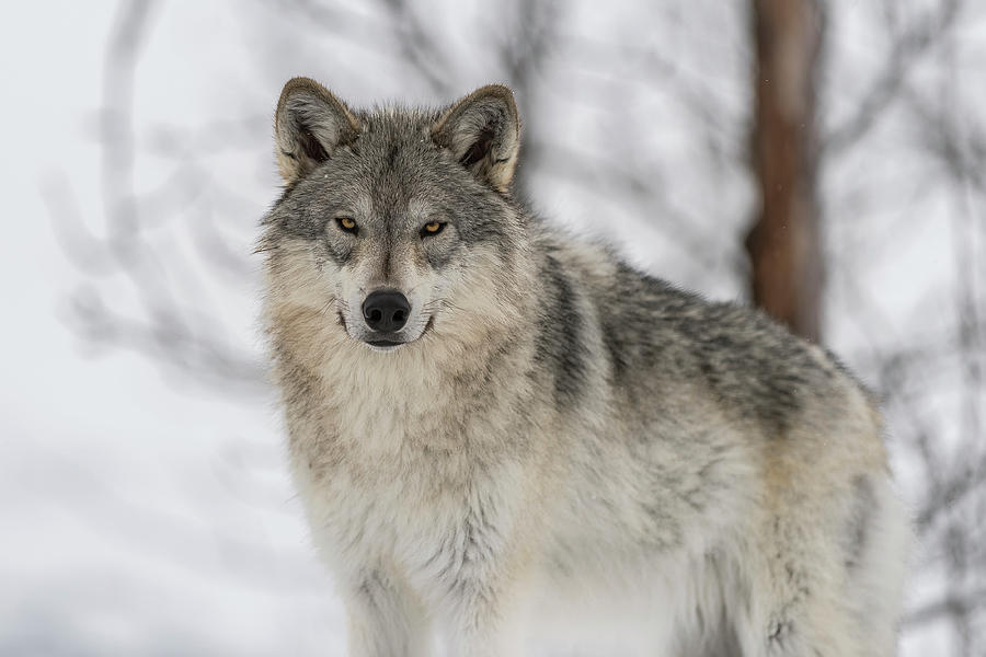 Alaska Tundra Wolf Photograph by Scott Slone