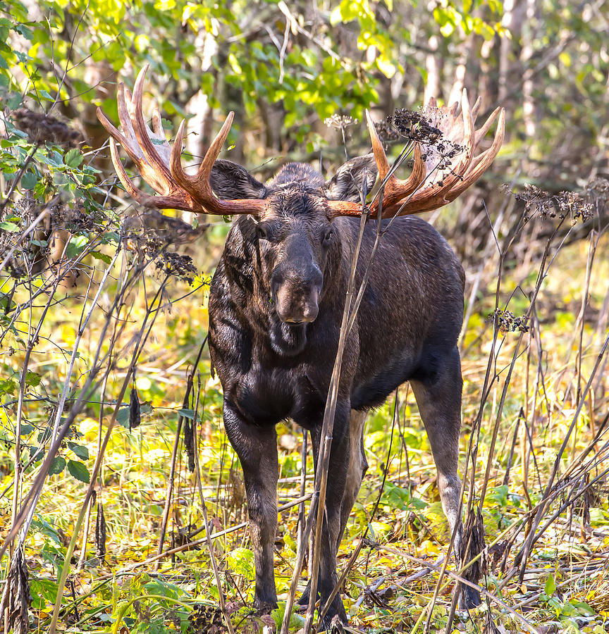 Alaskan Bull Moose #2 Photograph by Sam Amato