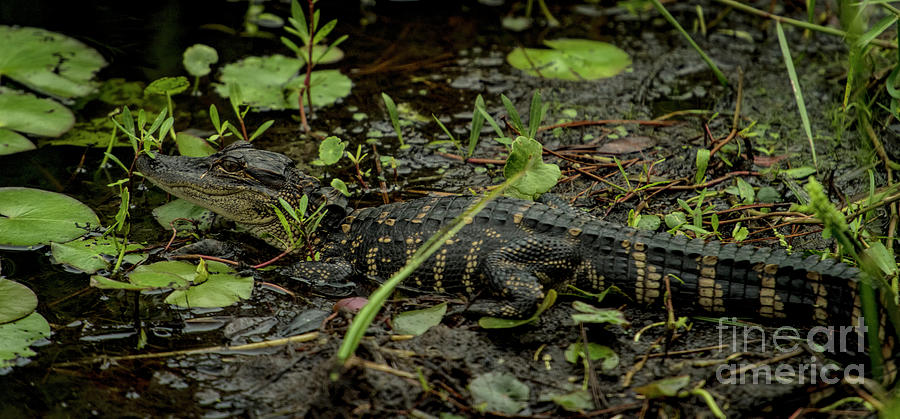 Alligator at Tom Yawkey Wildlife Center #1 Photograph by David Oppenheimer