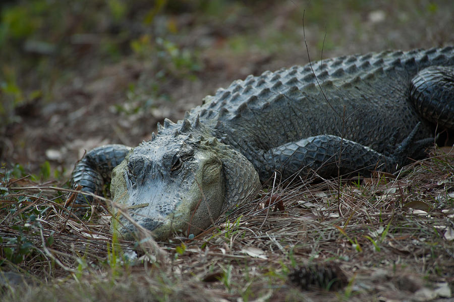 Alligator #2 Photograph by Joye Ardyn Durham