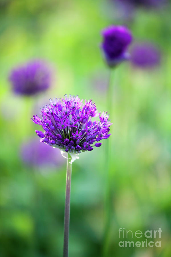 Garden Photograph - Allium by Kati Finell Garden Photograph - Allium by Kati Finell