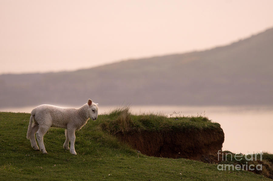 Sheep Photograph - Alone #2 by Ang El