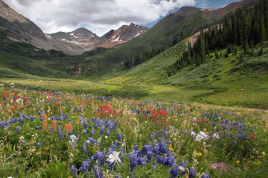 Alpine Flowers In Rustlers Gulch, Usa #2 Photograph by Bob Gibbons
