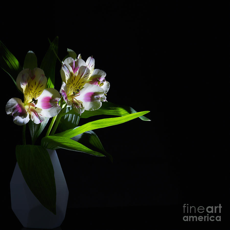 Nature Photograph - Alstroemeria flower #2 by Stela Knezevic